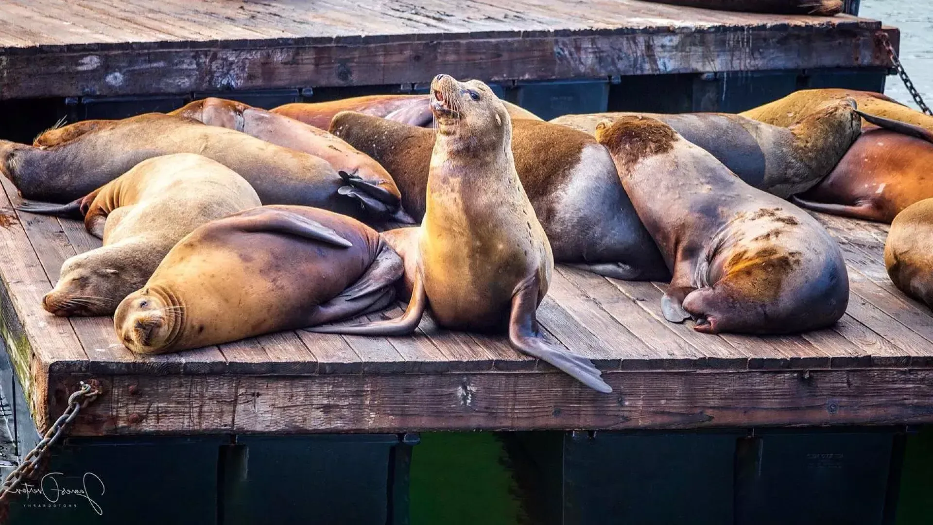 바다사자들이 PIER 39의 K 부두에서 휴식을 취하고 있습니다.