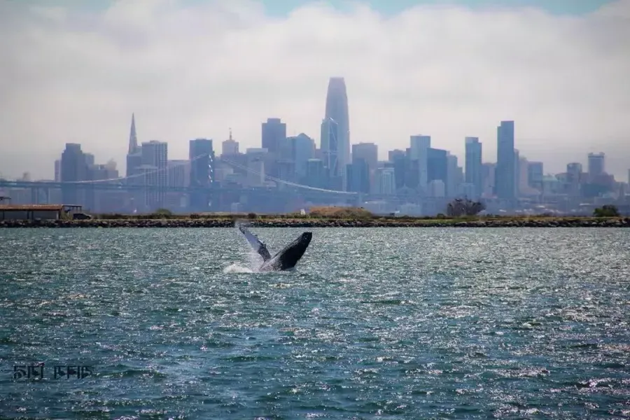 A whale breaches in the waters of San Francisco Bay.